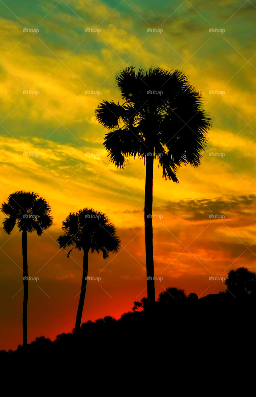 Silhouette of trees during sunset