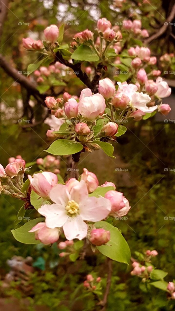 apple blossoms