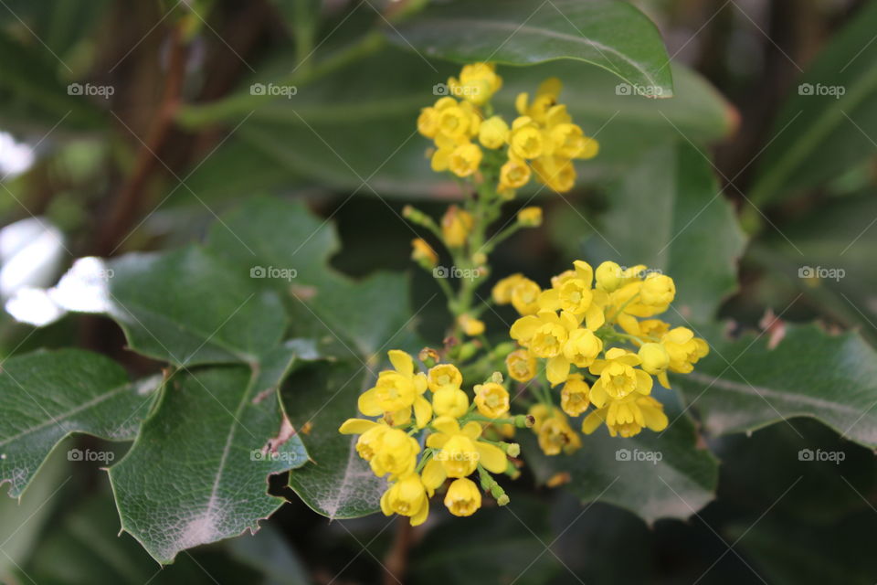 Small flowers here and there. Growing in summer and spring in the air. With there beautiful blooming shine,attracting bees and butterflies near by.
