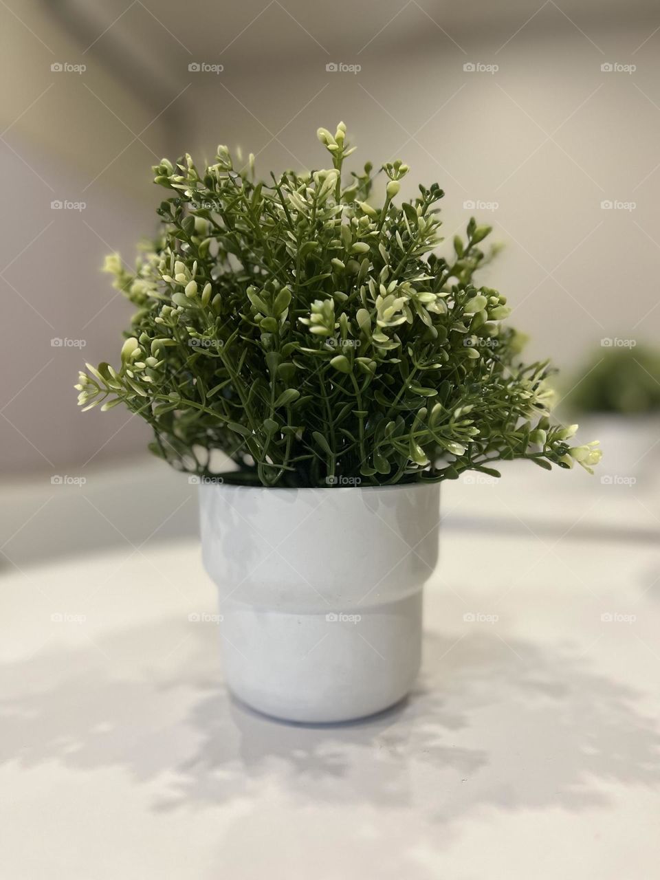 Just a random office plant