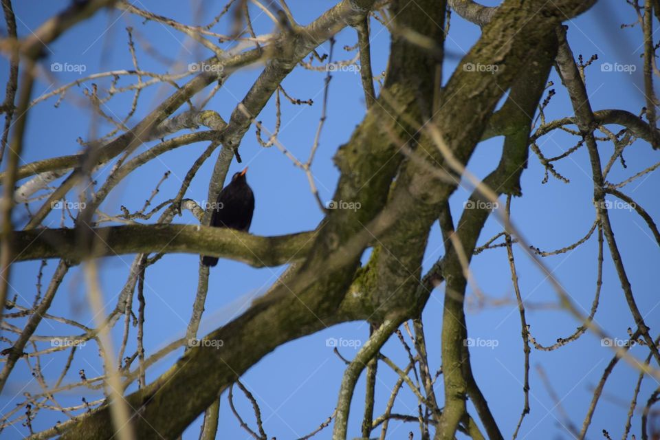 Amsel im Geäst, blauer Himmel.