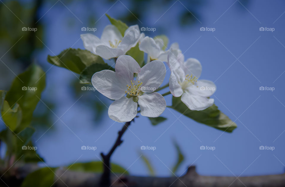 Tree blossom