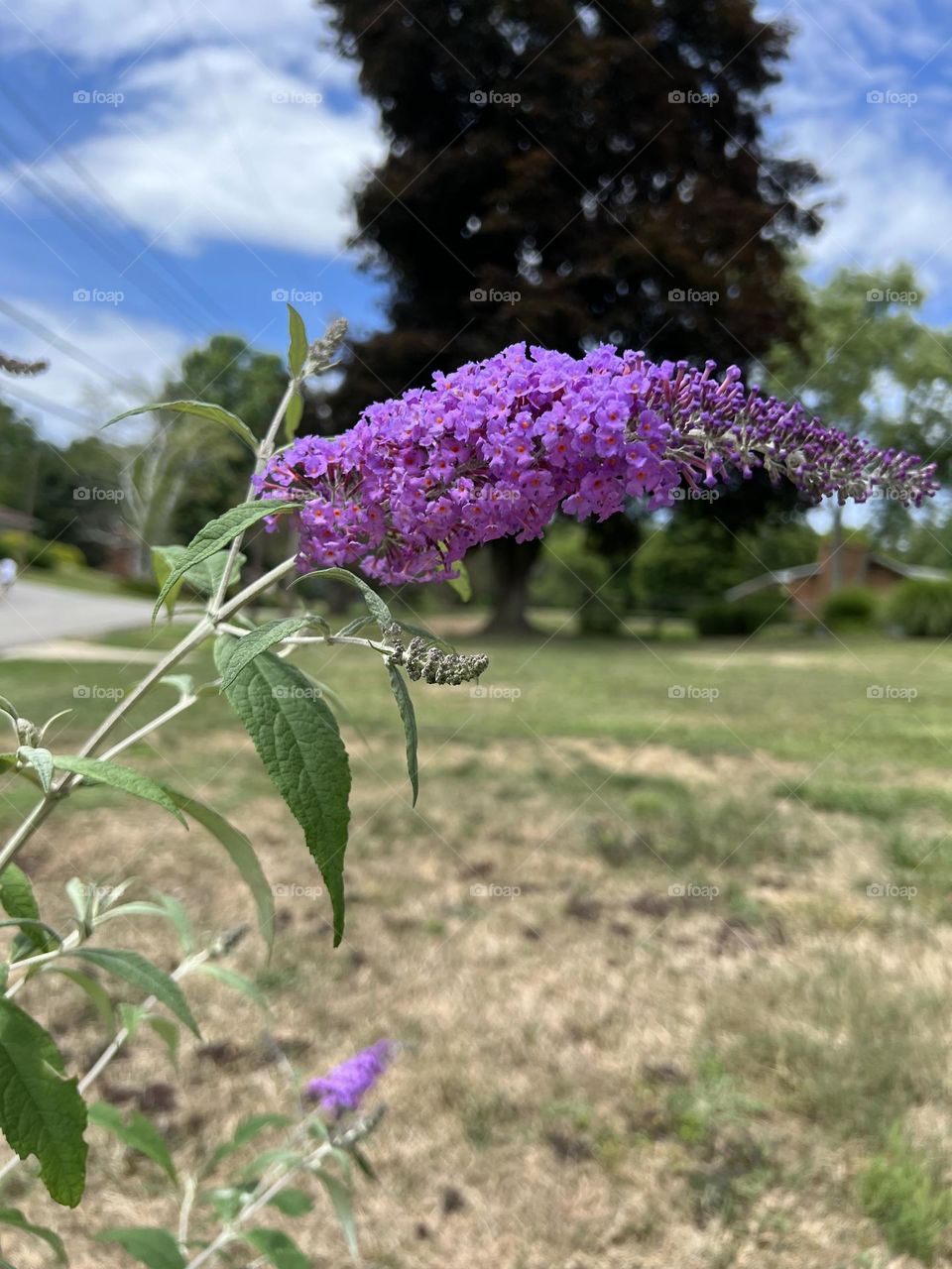 Summer Lilac 