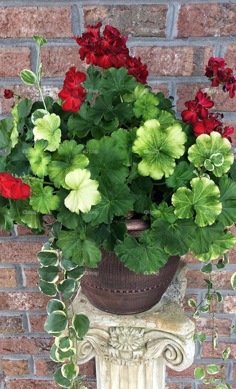 Potted Geraniums