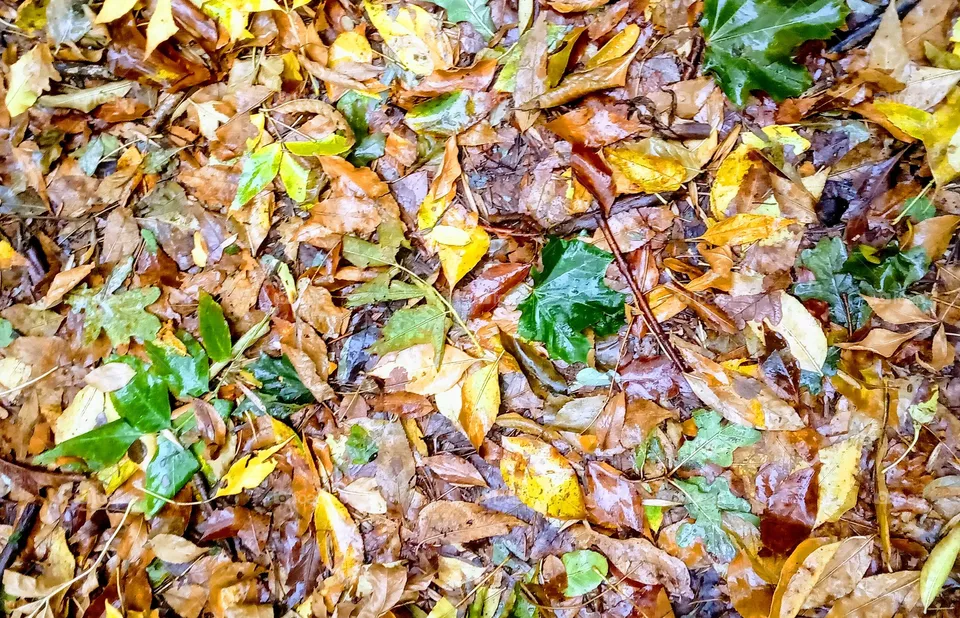 autumn