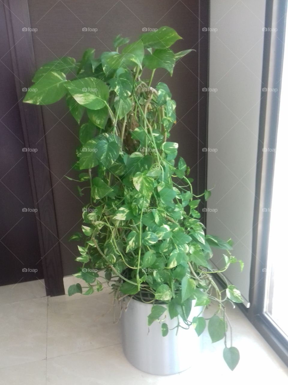 houseplant, clinging plant