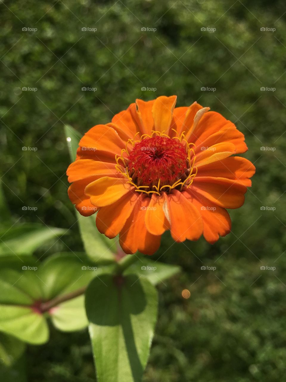 Orange Zinnia