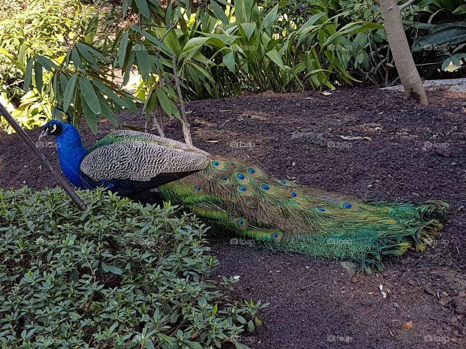 magnificent  peacock