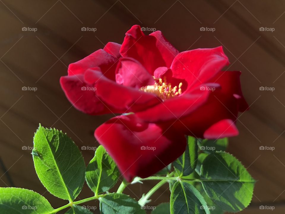 Lovely rose bloom