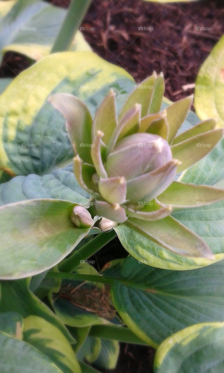 Hosta blossom.  Watching this bud get ready to bloom.