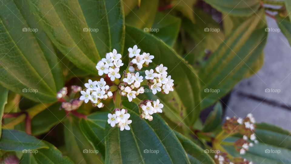 flowers