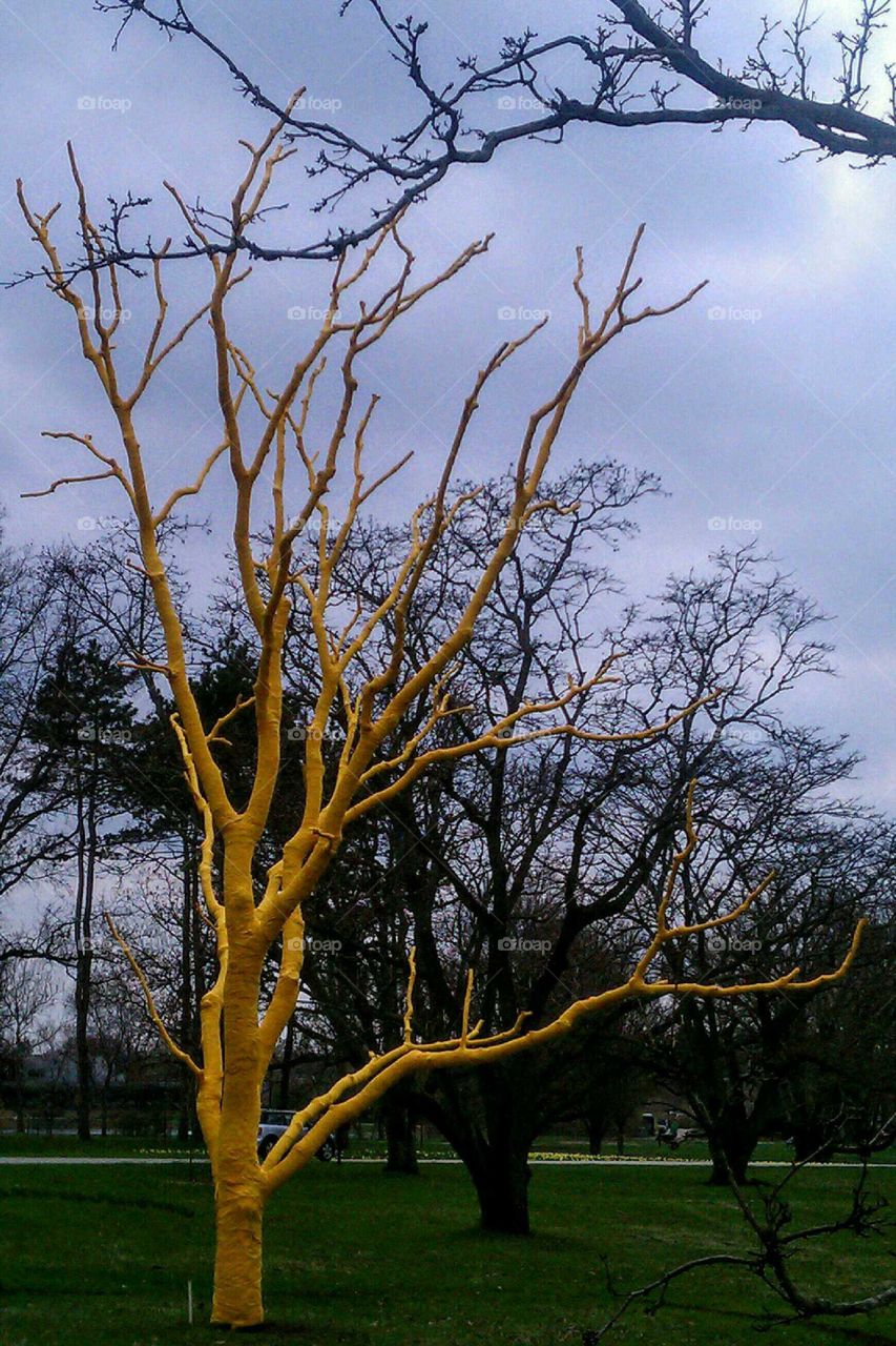 yellow tree