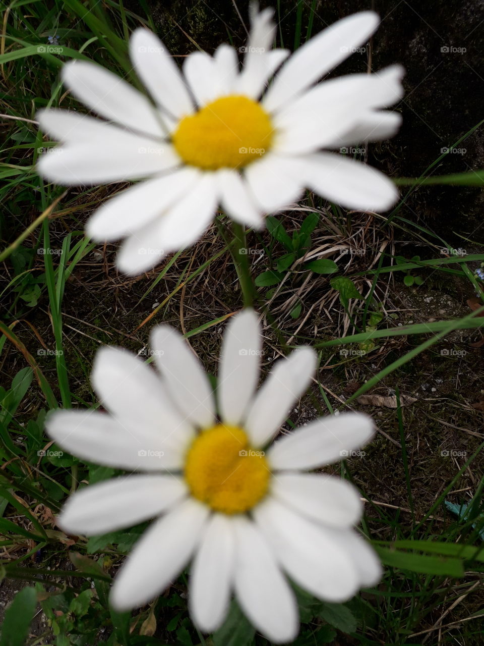 daisies