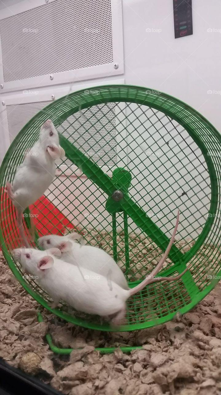 mouse wheel