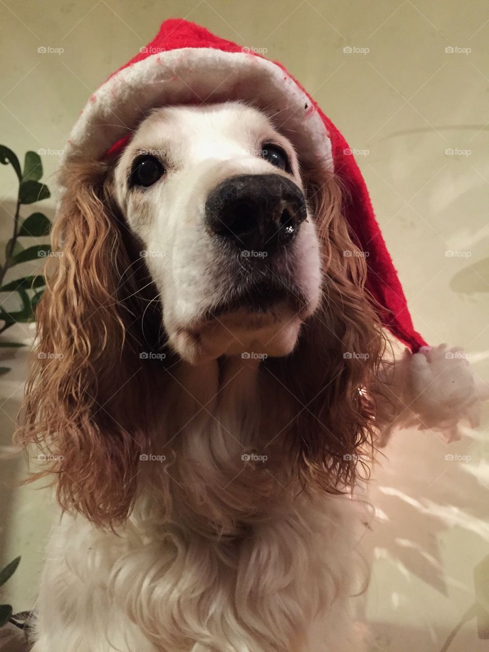 Christmas dog