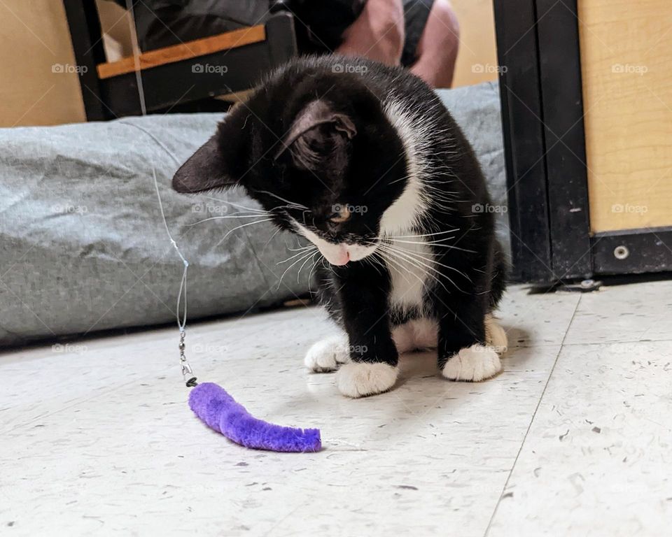 Every day is Caturday