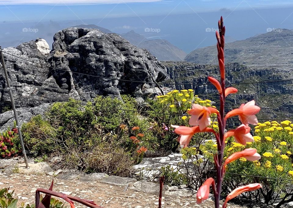 Table Mountain Foliage