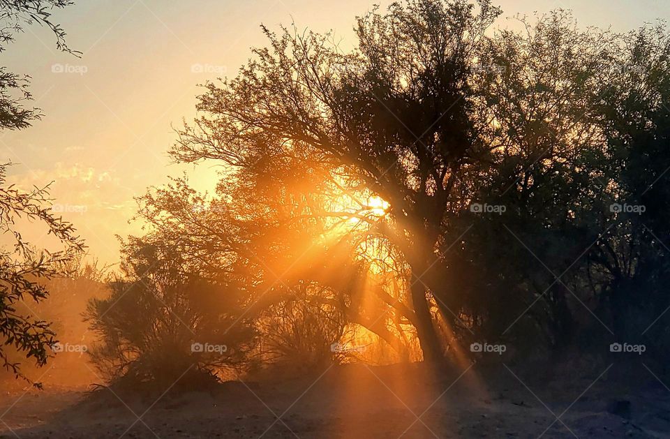 Sunrise Streaming Through the Trees