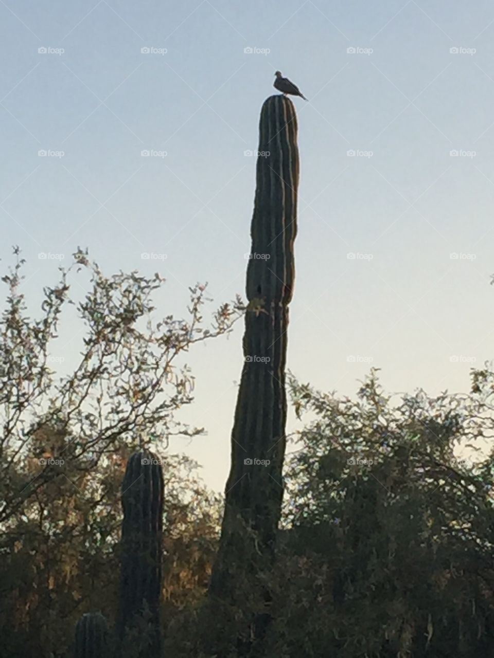 Dove perched on a saguaro cactus.