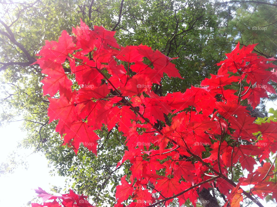 red leaves autumn maple by serenitykennedy