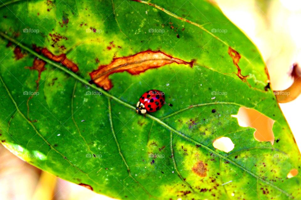 Ladybug
