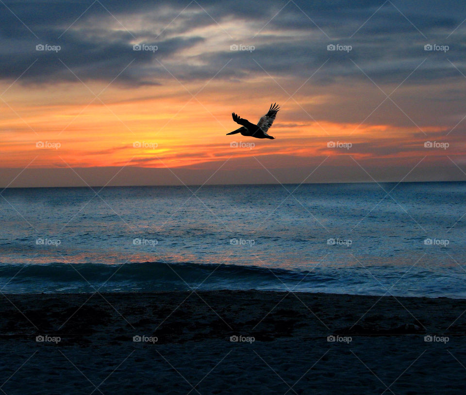 beach sunset bird scenic by landon