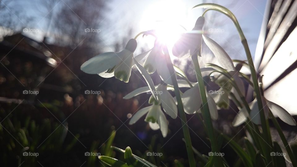 Snowdrops in the sunshine