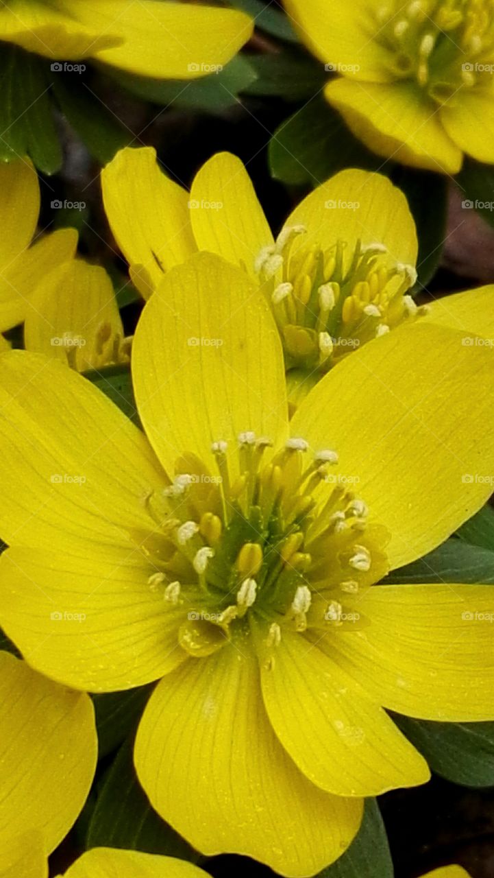 yellow spring flower clouseup