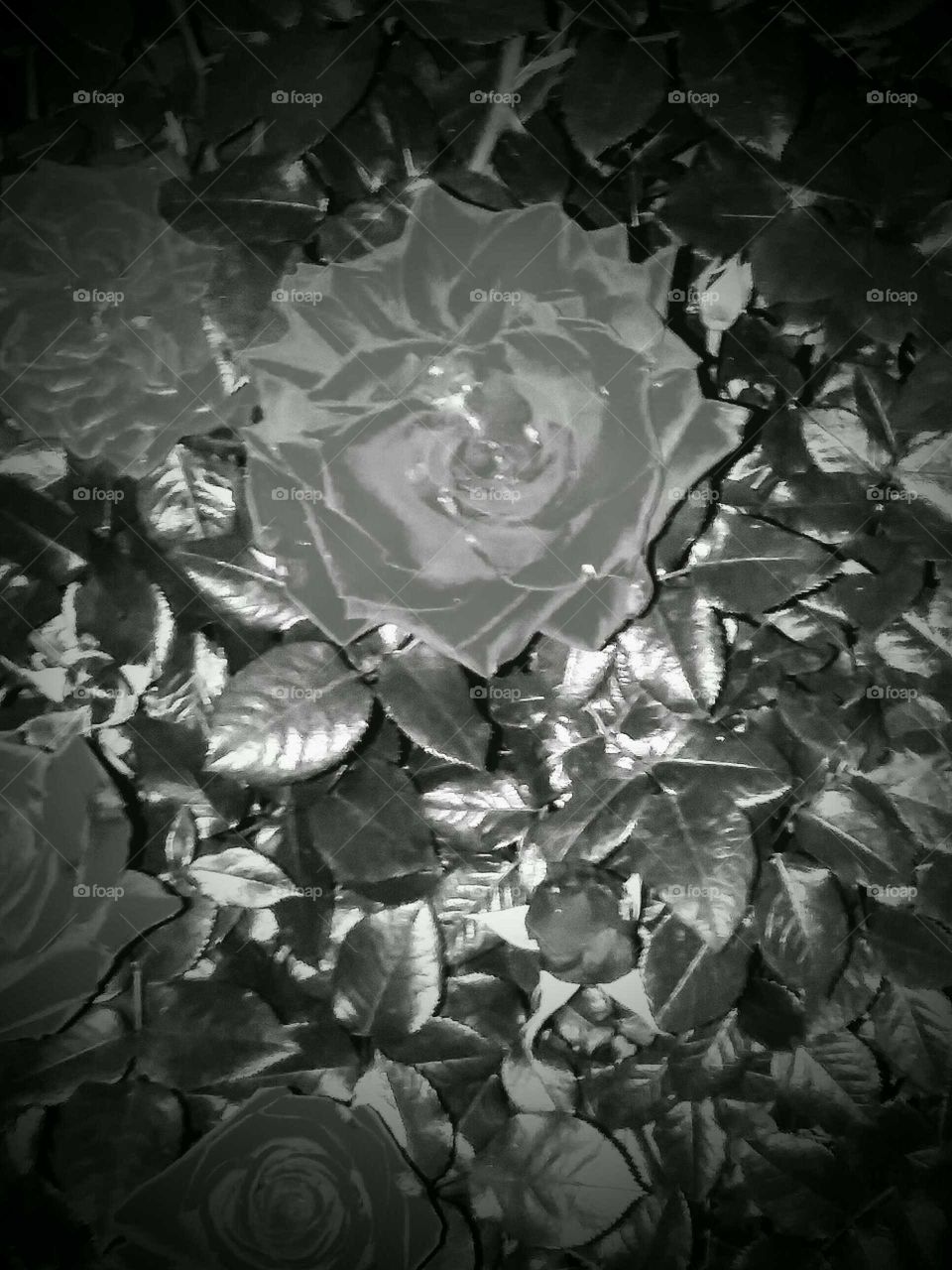 Rose through Vogue Filter