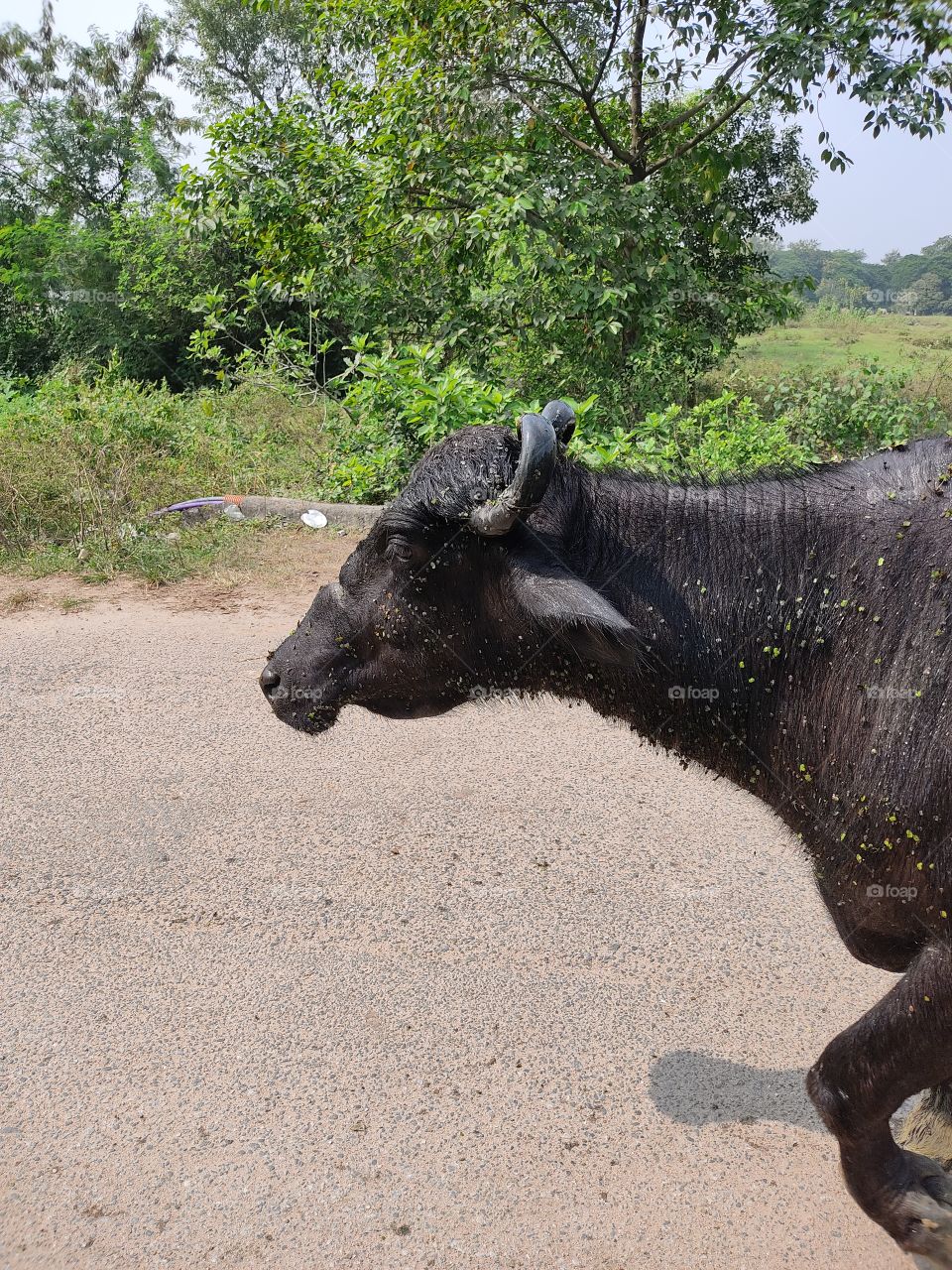 head of black⚫ buffalo🐃.