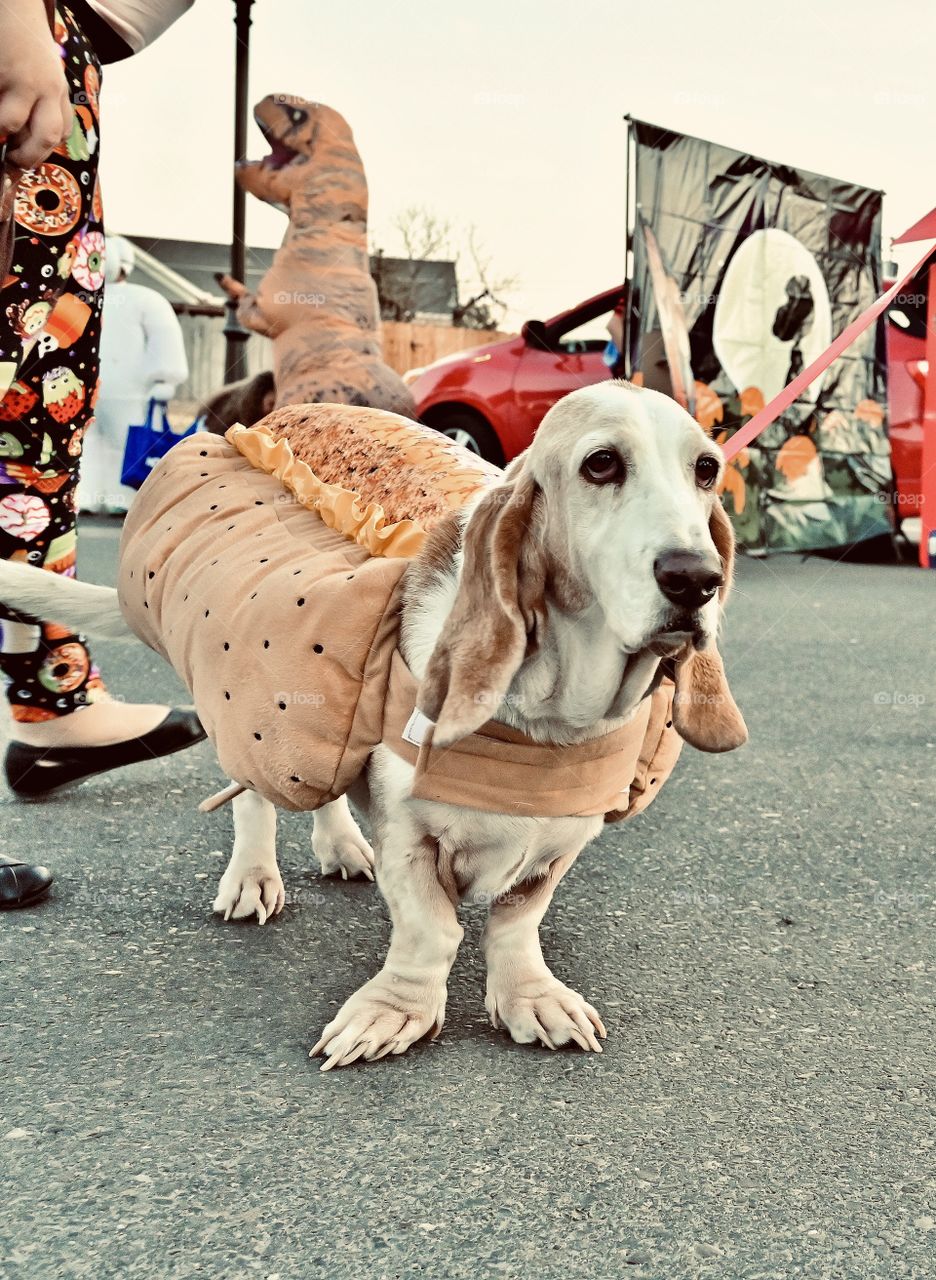 Halloween dog costume at the trunk and treat event in the community of Waterford, California event.