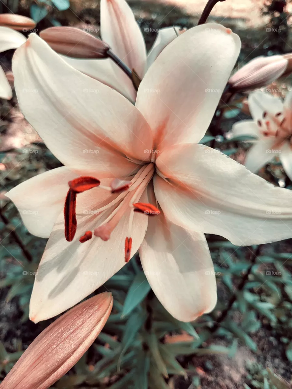 lily