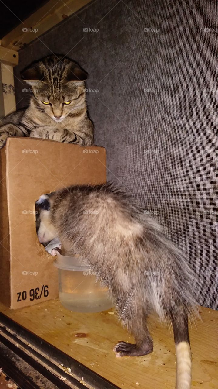 Carolina and opossum