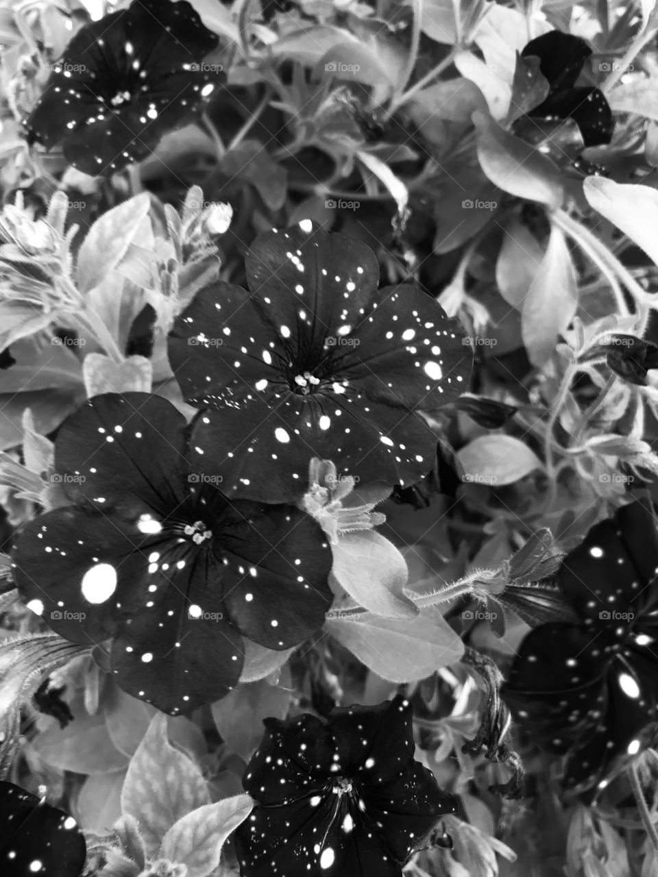If all I could see was black and white these flowers would remain extremely beautiful even if colors returned to my sight. 