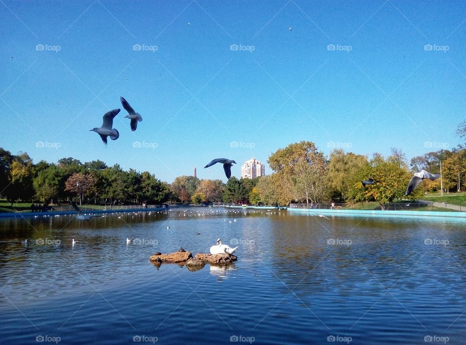 swan and gull on the lake odessa лебедь и чайки на озере