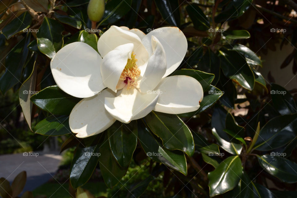 spring flower white tree by mmcook
