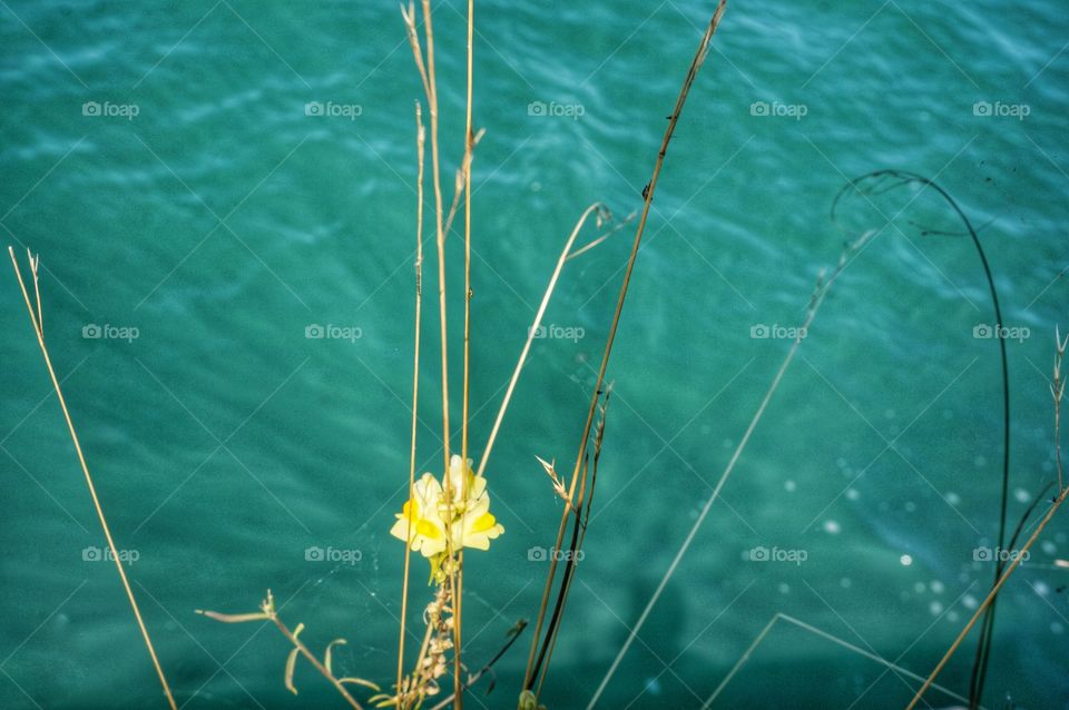 Yellow Wildflower