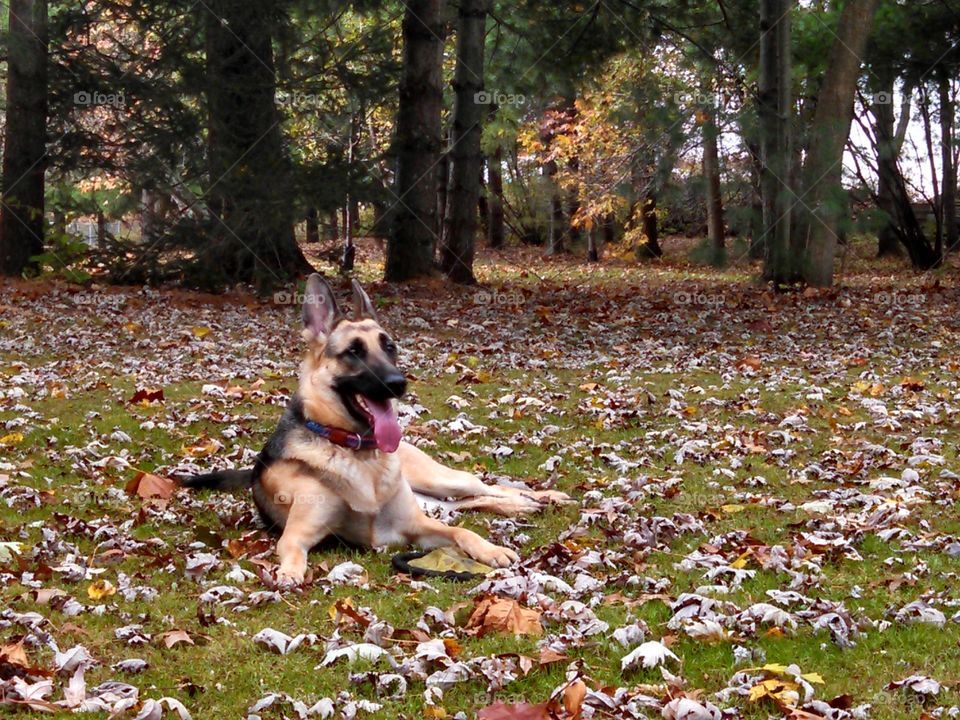 German Shepherd in autumn