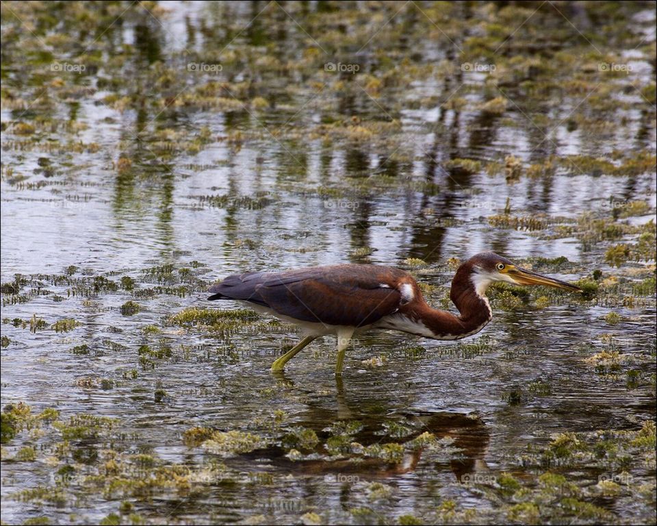 Tri- colored heron