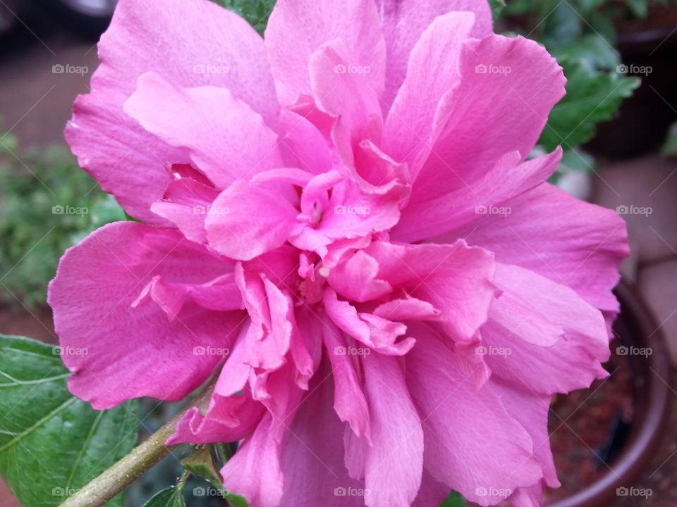 beautiful pink rose of Sharon flower