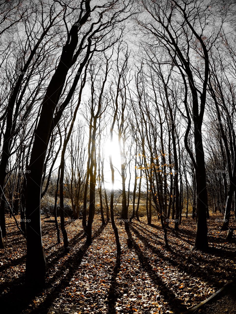 Tall Autumn Trees With A Lens Flare 