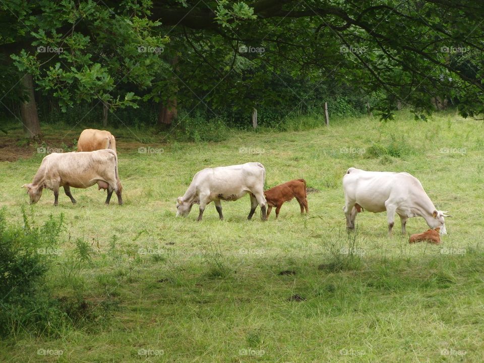 Cows