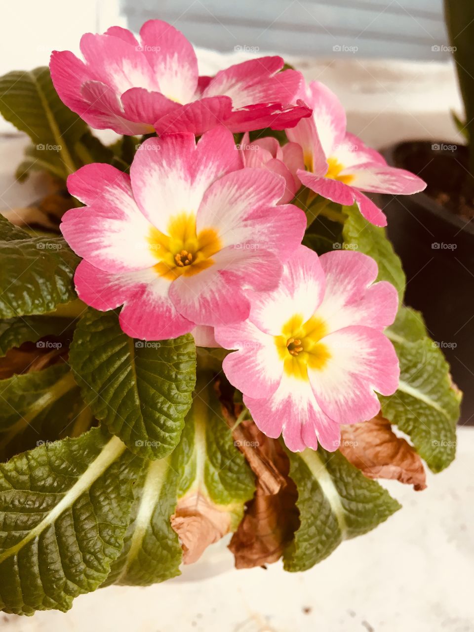 Colorful Flowers