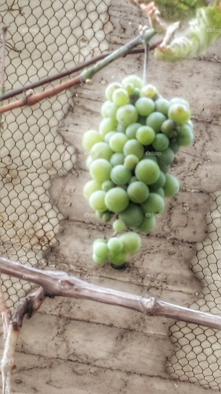 Grapes on Wall