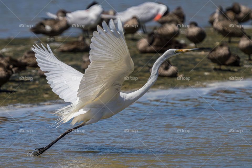 Egret launch