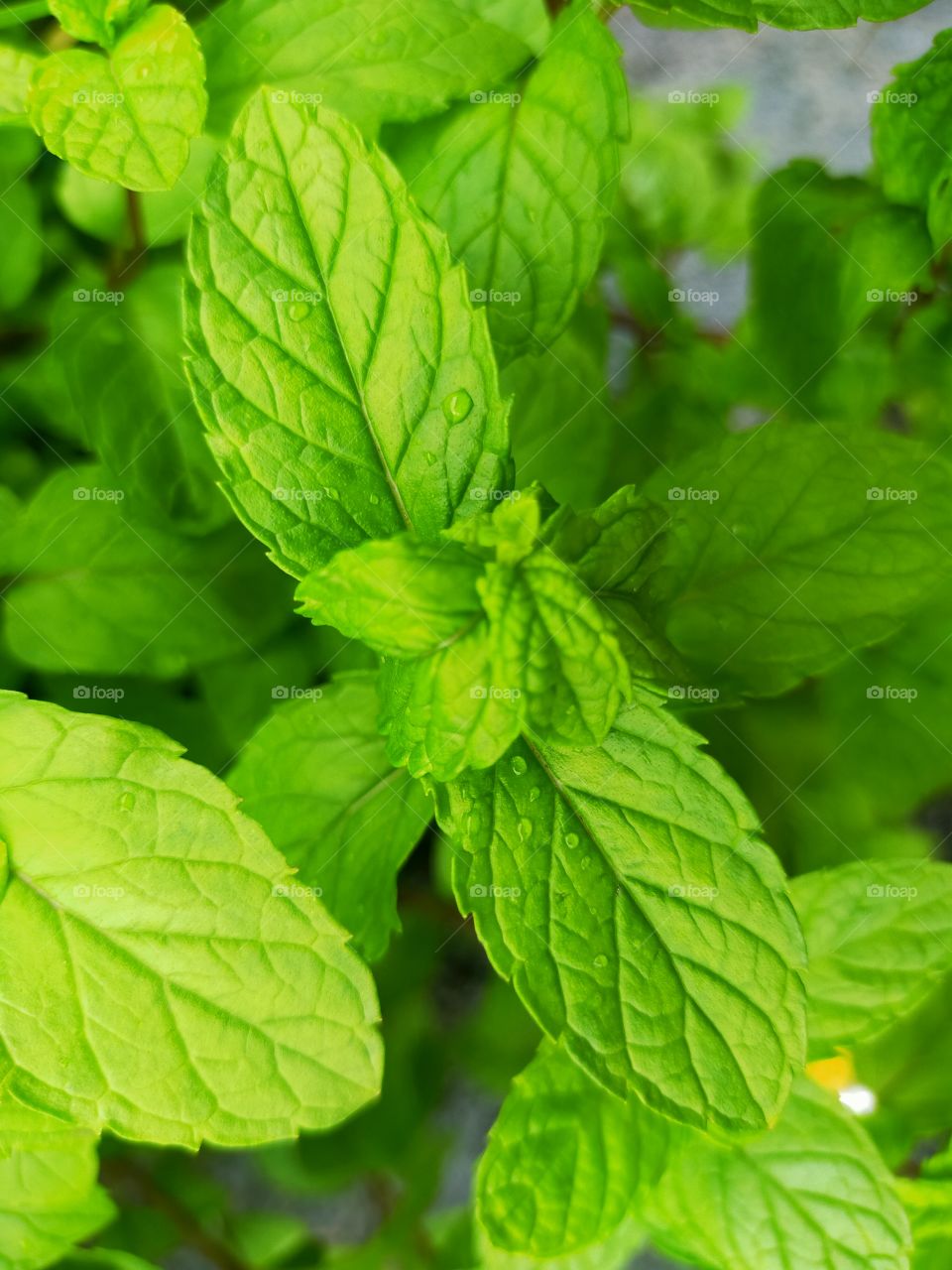 leaf of mint