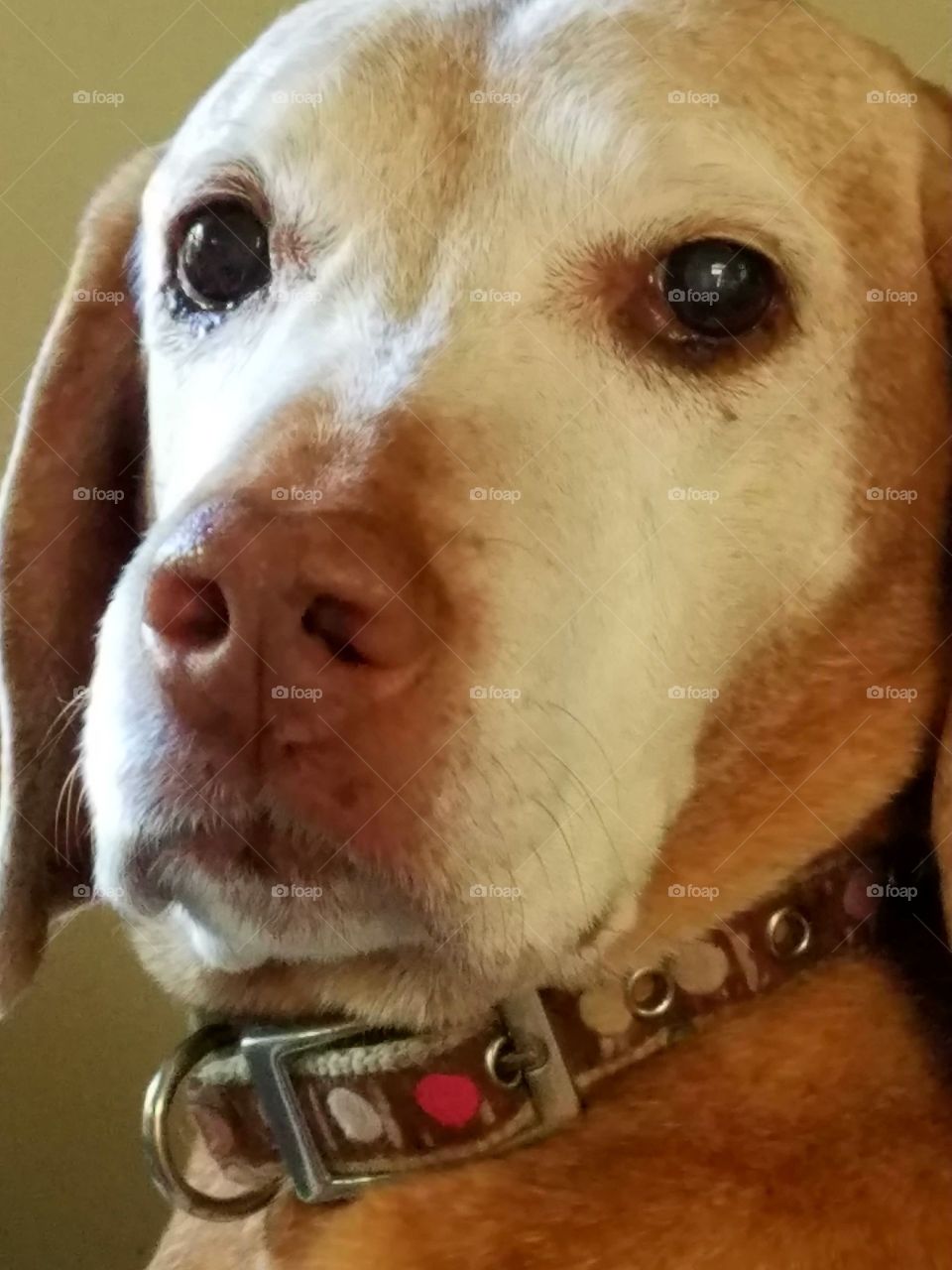 Dogs of the USA! Aging dog face!