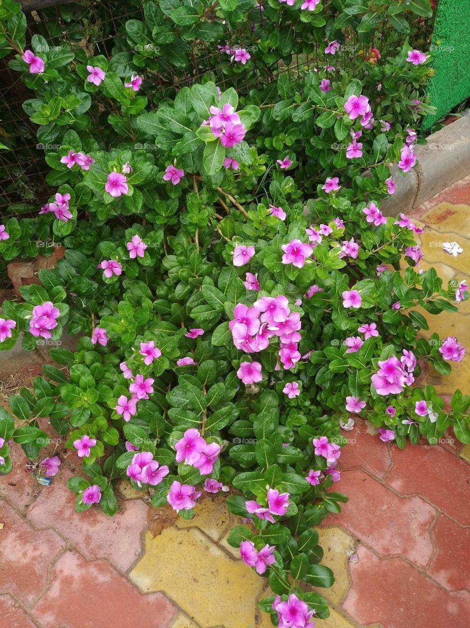 periwinkle pink flower seasonal fresh shurb small size looks very beautiful generally found everywhere