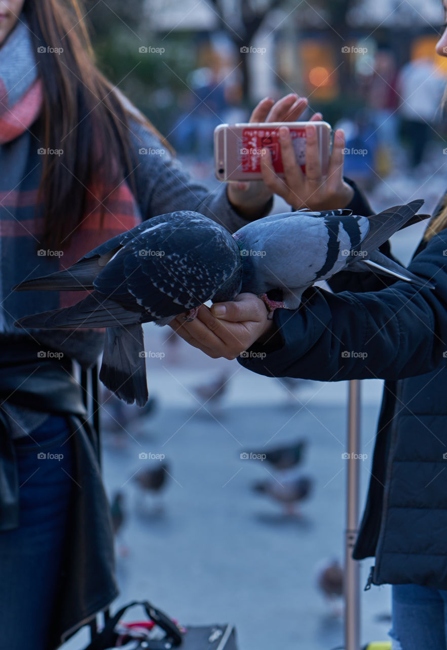 Pigeons