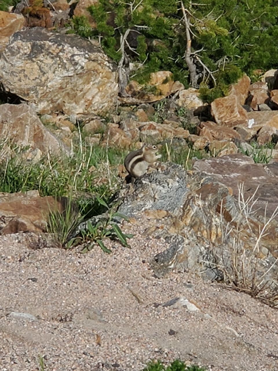 chipmunk